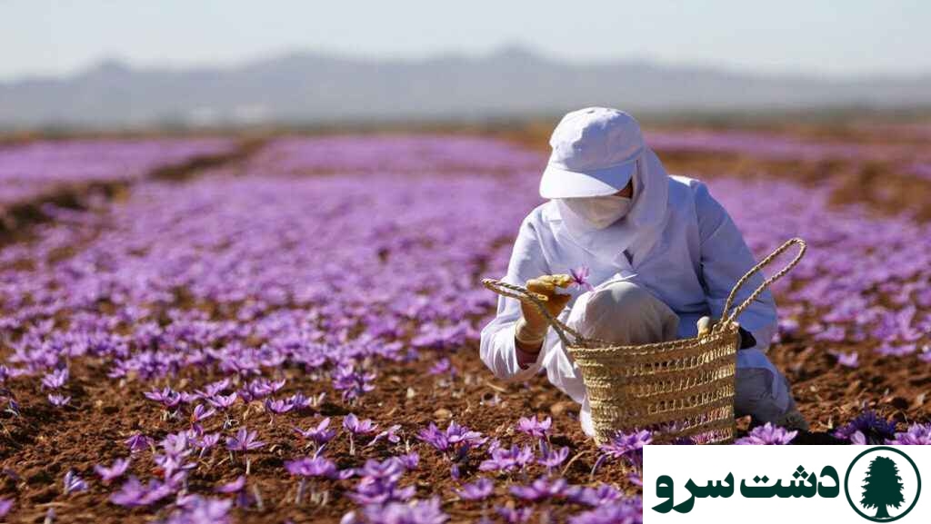 درآمد کشت زعفران گلخانه ای