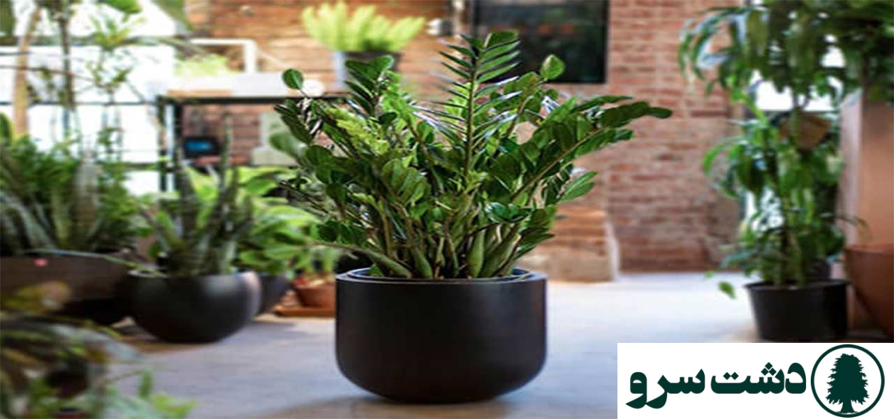 ۱۰ گیاه مقاوم به سرما برای آپارتمانهای سرد و کمنور