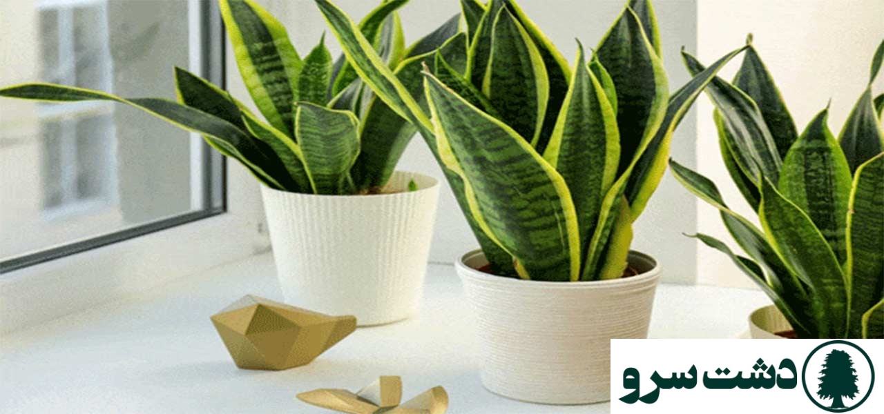 ۱۰ گیاه مقاوم به سرما برای آپارتمانهای سرد و کمنور