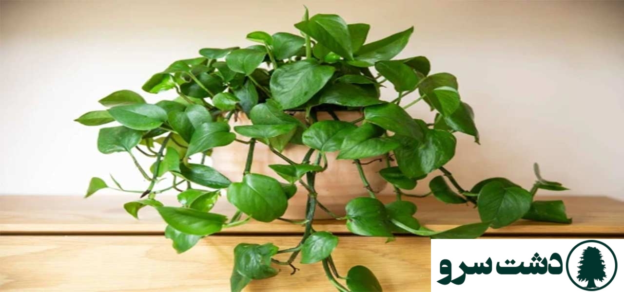 ۱۰ گیاه مقاوم به سرما برای آپارتمانهای سرد و کمنور-پتوس