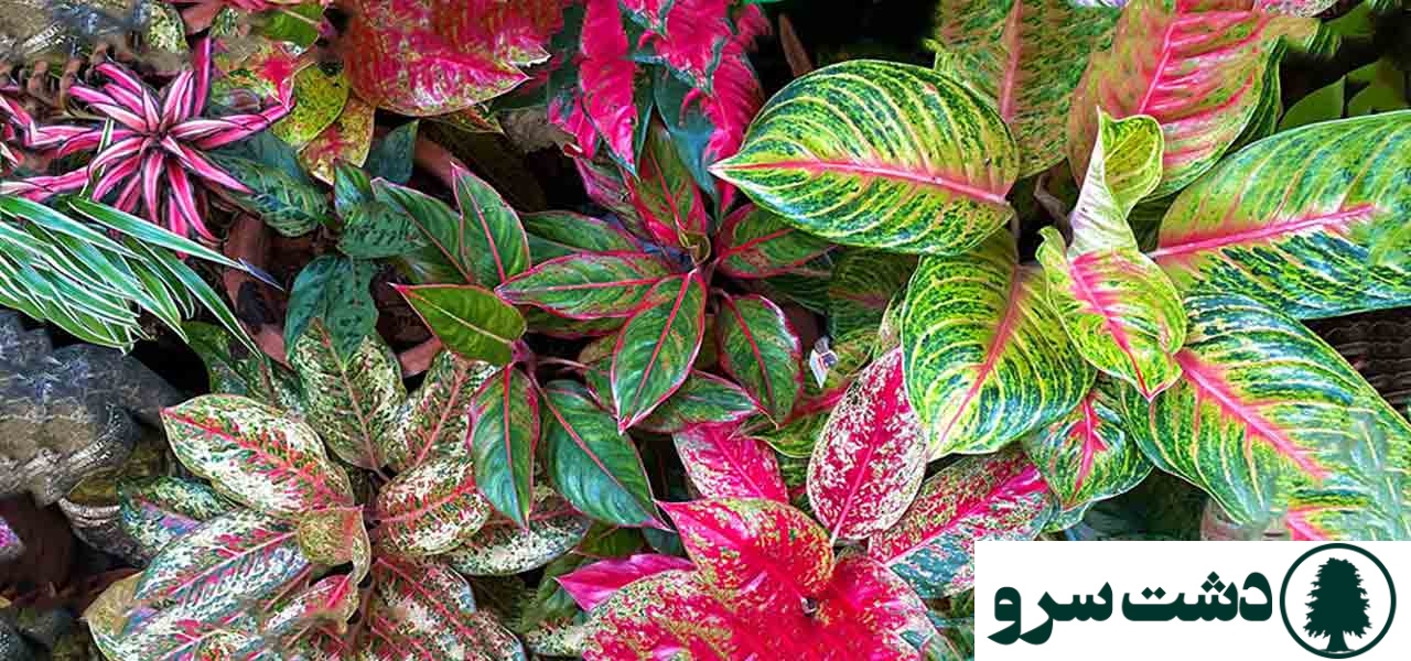 ۱۰ گیاه مقاوم به سرما برای آپارتمانهای سرد و کمنور-آگلونما