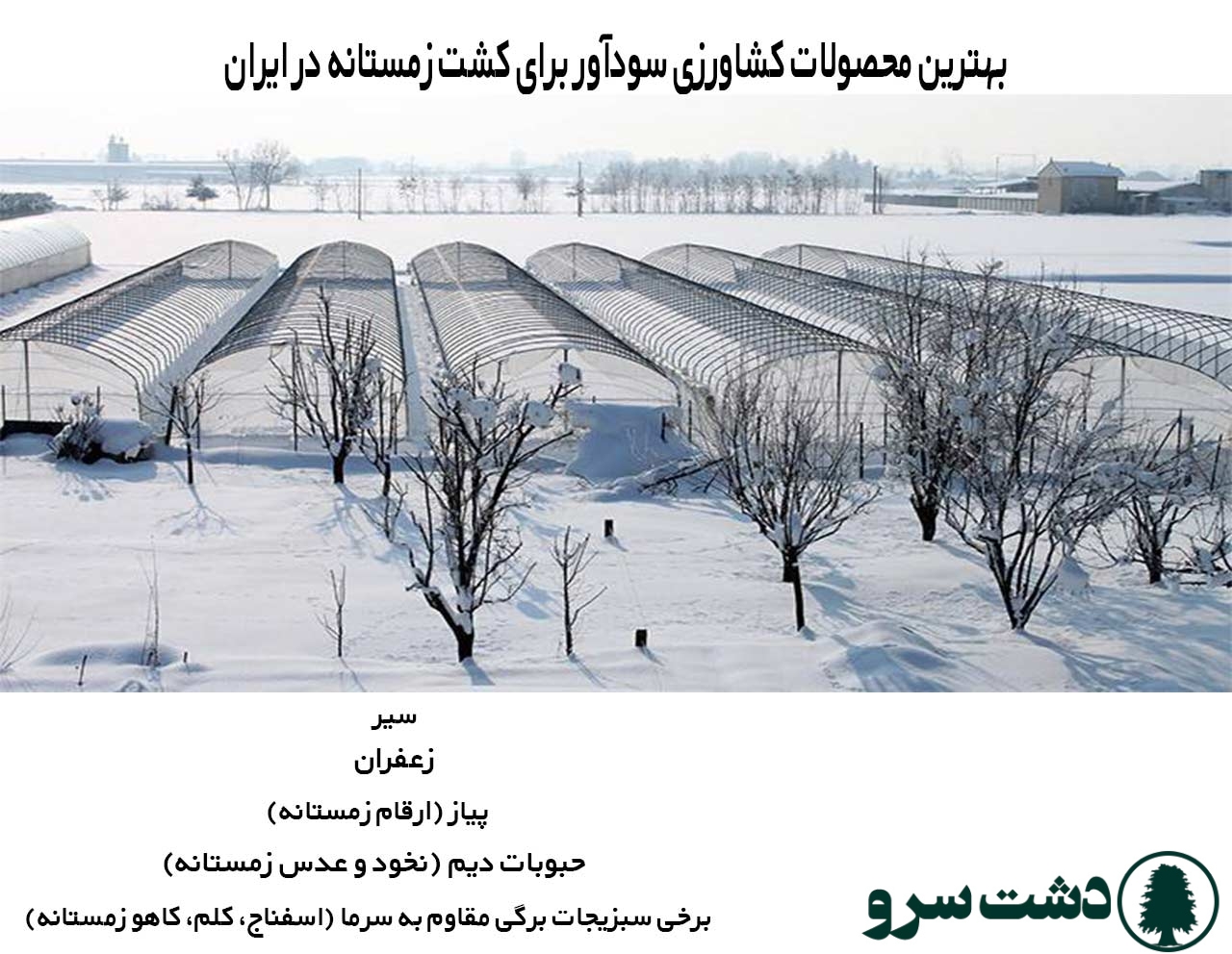 بهترین محصولات کشاورزی سودآور برای کشت زمستانه در ایران