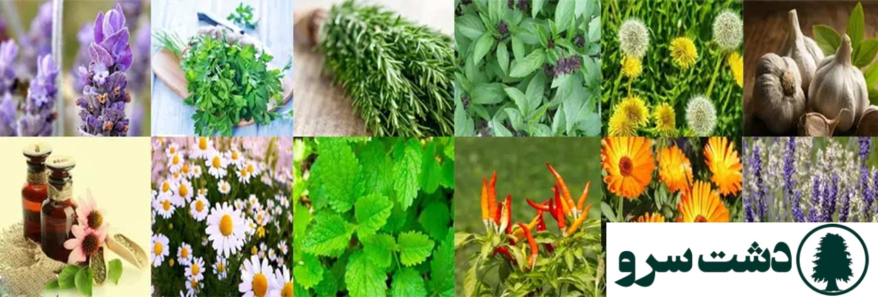 بهترین گیاه برای کشت هیدروپونیک