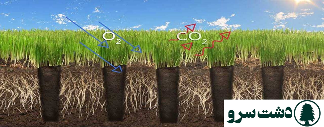 نقش تصفیه آب و تهویه خاک در زمستان برای گیاهان گلخانه‌ای