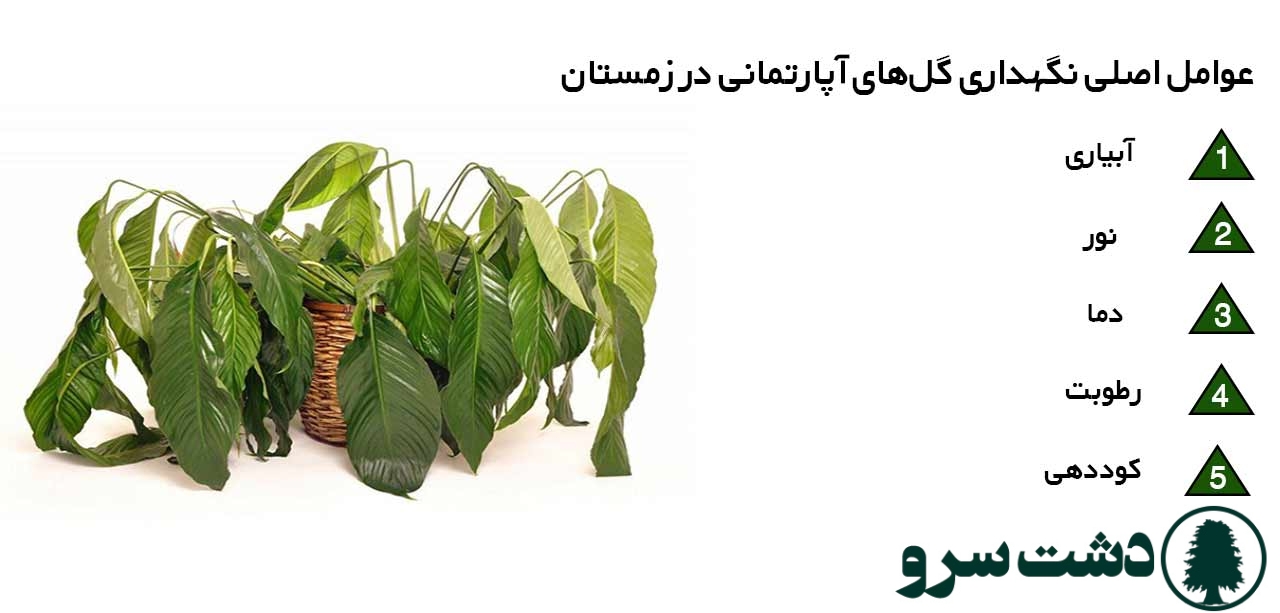 نگهداری گل های آپارتمانی در زمستان