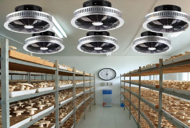 فن سیرکوله سالن قارچ