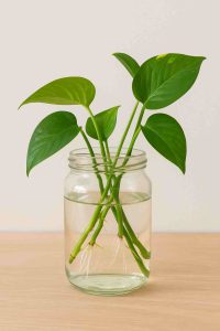 نگهداری پتوس در آب