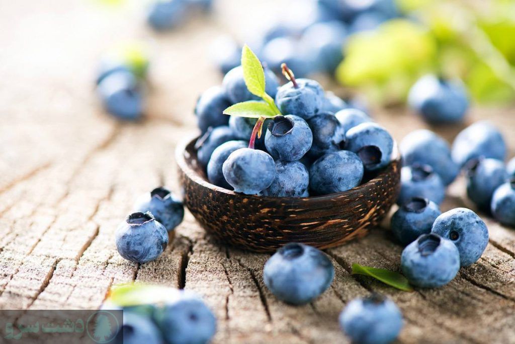 درخت بلوبری در چه مناطقی رشد میکند