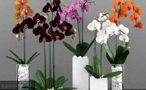 پرورش گل ارکیده در خانه