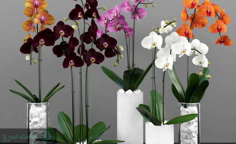 پرورش گل ارکیده در خانه