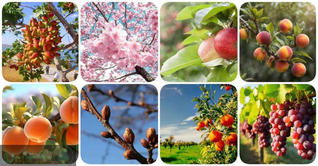 زمان محلول پاشی فروت ست