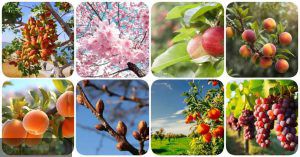 زمان محلول پاشی فروت ست