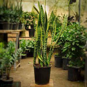 بهترین کود برای پا جوش زدن سانسوریا