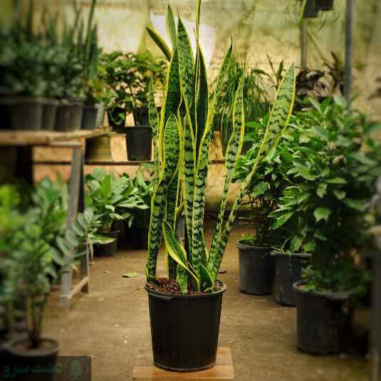 بهترین کود برای پا جوش زدن سانسوریا