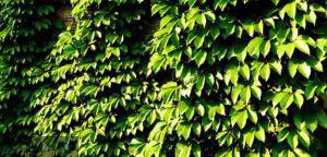 گیاهان رونده همیشه سبز مقاوم به گرما