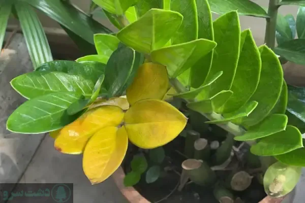 علت زرد شدن برگ زاموفیلیا و درمان آن