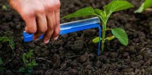 کوددهی نهال تازه کاشته شده