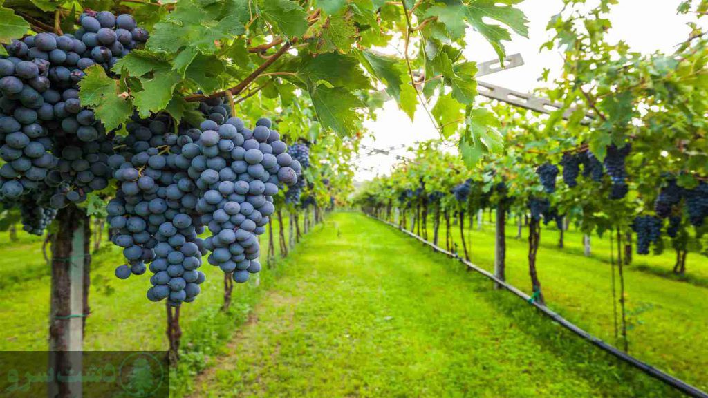 بهترین زمان مصرف کود پتاس برای انگور