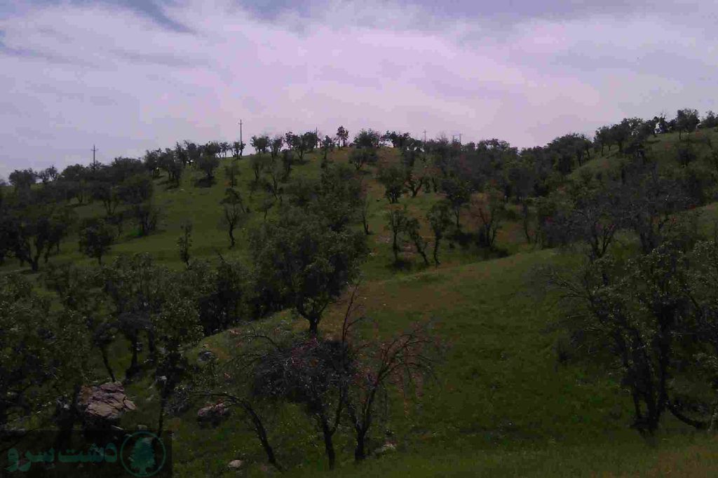 درختان کم آب مناسب اصفهان