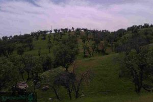 درختان کم آب مناسب اصفهان