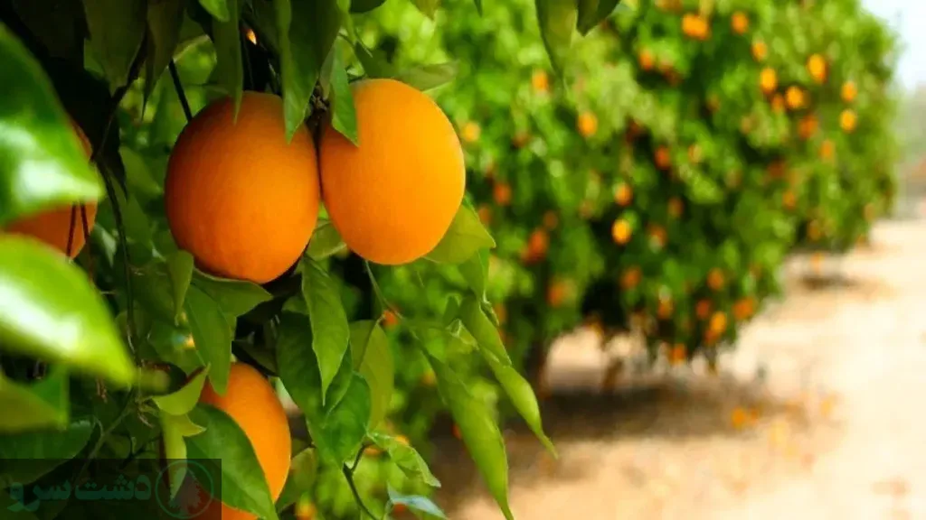 زمان کوددهی مرکبات در مازندران