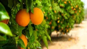 زمان کوددهی مرکبات در مازندران