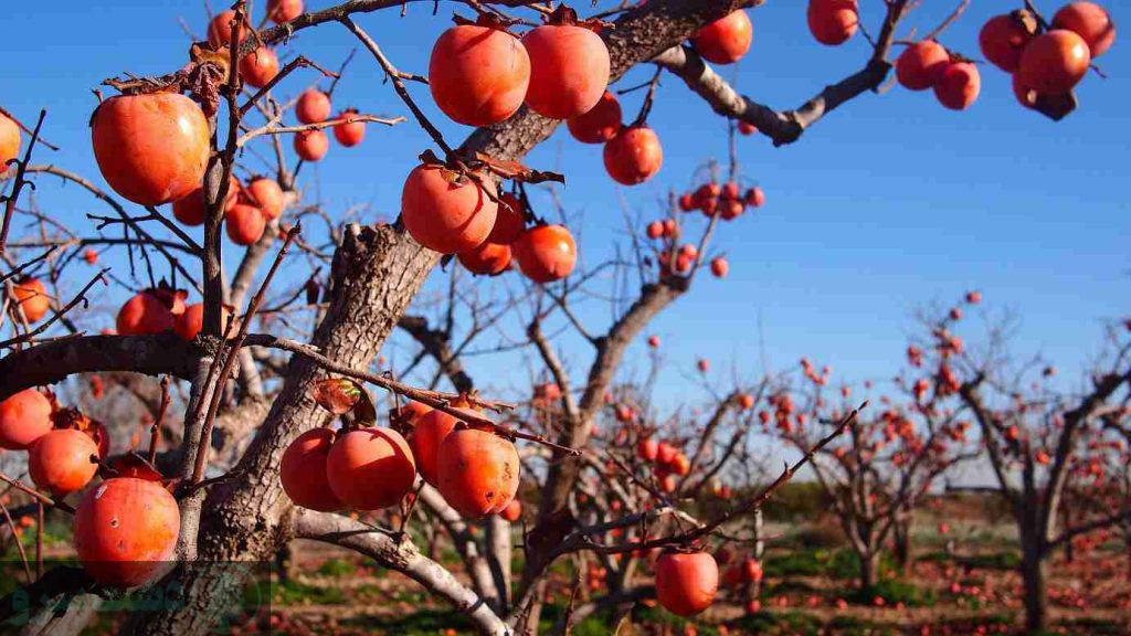 درختان کم آب مناسب تهران