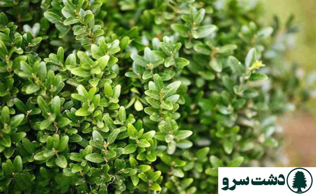 نحوه نگهداری گل شمشاد