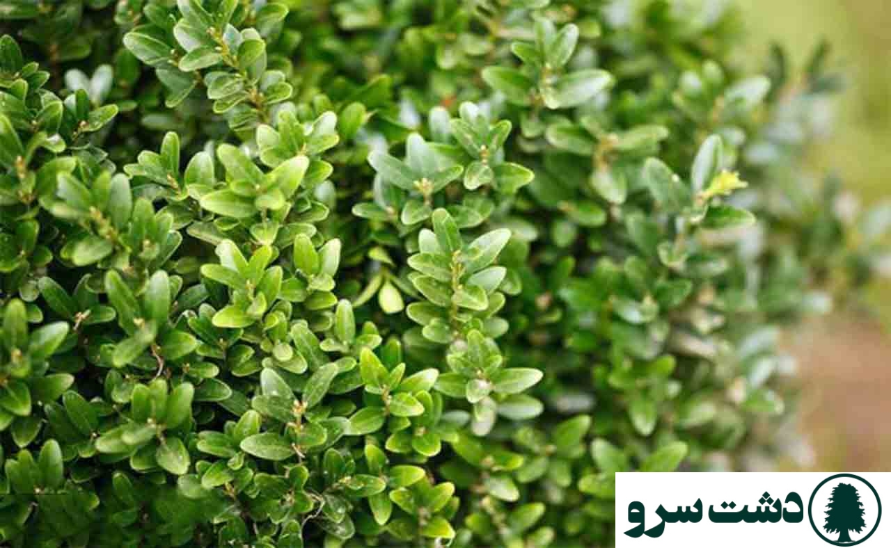 نحوه نگهداری گل شمشاد