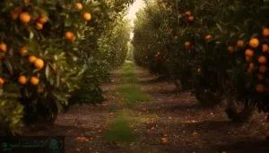 بهترین روش کود دهی مرکبات