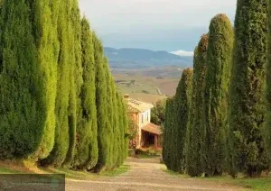 درختان کم آب و سایه دار