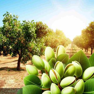 برای باردهی درخت پسته چه باید کرد؟