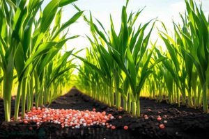 میزان مصرف کود پتاس در هکتار