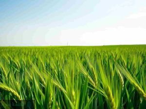 زمان مصرف کود پتاس مایع برای گندم