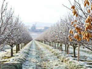 بهترین کود برای درخت پسته در زمستان