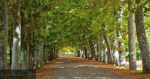 لیست درختان سردسیری