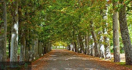 لیست درختان سردسیری