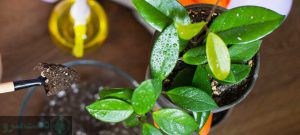 مقدار مصرف کود جلبک دریایی برای گیاهان آپارتمانی