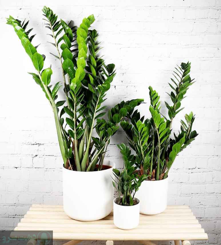 علت رشد نکردن پاجوش زاموفیلیا