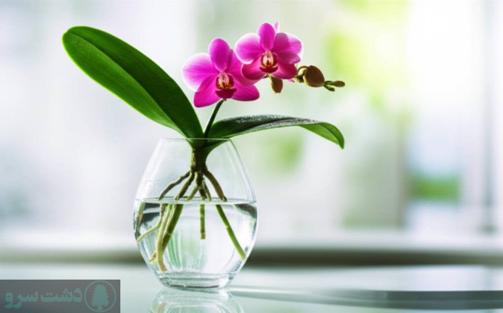 نگهداری گل ارکیده در گلدان شیشه ای