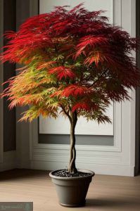 نگهداری افرا قرمز در منزل