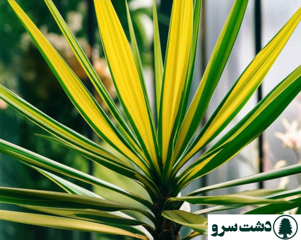 علت زرد شدن برگ یوکا