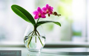 نگهداری گل ارکیده در گلدان شیشه ای