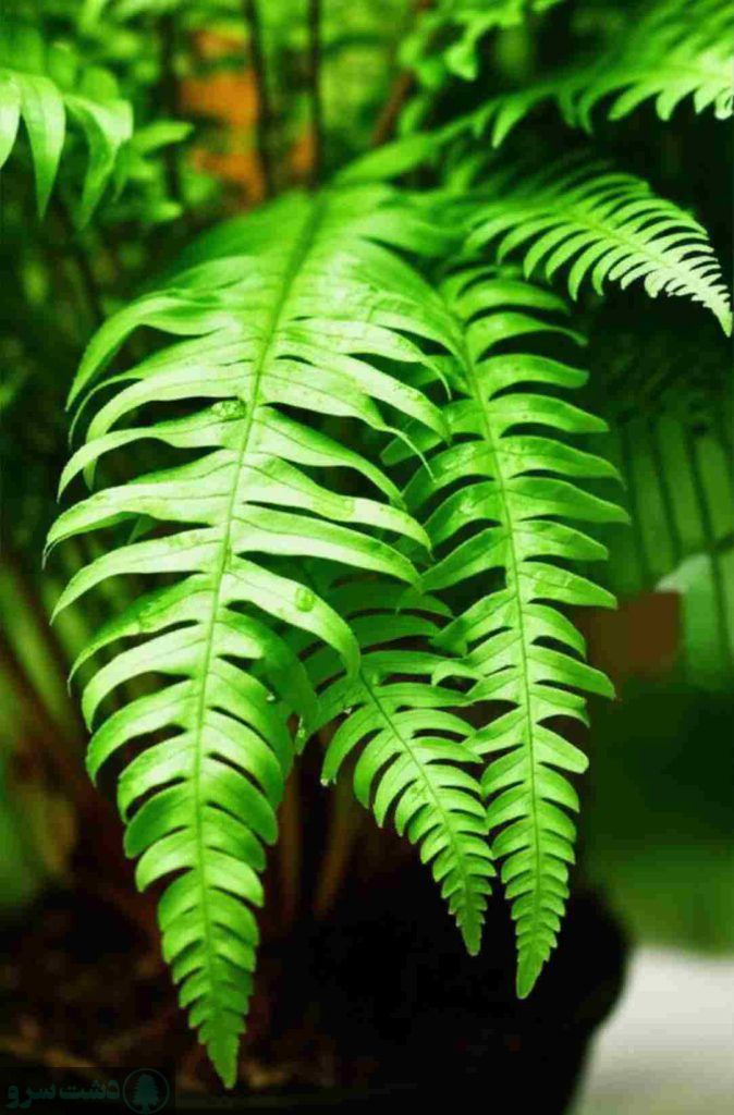 نحوه نگهداری گل سرخس شمشیری