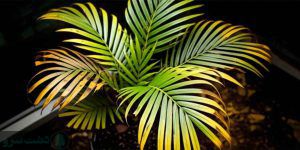 علت توقف رشد نخل شامادورا