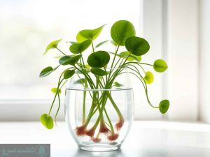 نگهداری گل قاشقی در آب