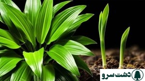 علت جوانه نزدن برگ عبایی