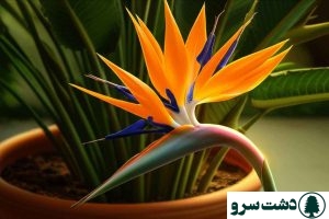 شرایط نگهداری گل پرنده بهشتی