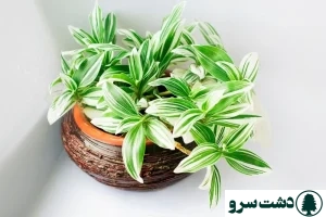 شرایط نگهداری برگ بیدی سبز