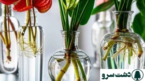 تکثیر آنتوریوم در آب